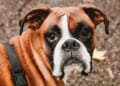 Woman registered her dog to vote to prompt investigation, now faces charges * WorldNetDaily * by Fred Lucas, The Daily Signal