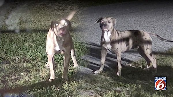The pit bull terriers that killed Jodi Cowan (WKMG-TV)