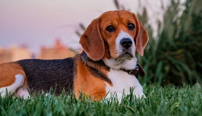 Beaglemania! 300 Doggies Released From Scientific Research Breeding Operation, Taste Freedom for 1st Time – RedState