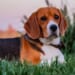 Beaglemania! 300 Doggies Released From Scientific Research Breeding Operation, Taste Freedom for 1st Time – RedState