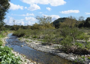 California’s $20M Trout Conservation Effort Under Threat