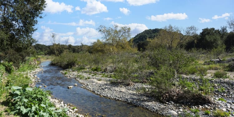 California’s $20M Trout Conservation Effort Under Threat