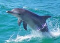 Deprived of nukes, is Iran eyeing dolphins to attack U.S. warships? * WorldNetDaily * by Bob Unruh