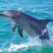 Deprived of nukes, is Iran eyeing dolphins to attack U.S. warships? * WorldNetDaily * by Bob Unruh