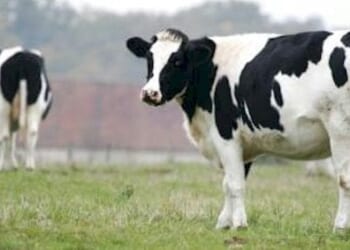 ESG used to attack dairy farmers, the 'lifeblood of the American Heartland' * WorldNetDaily * by Samantha Fillmore, Real Clear Wire
