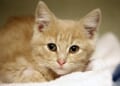 Faint Meow Leads to Miracle Mississippi Post-Tornado Kitten Rescue – RedState