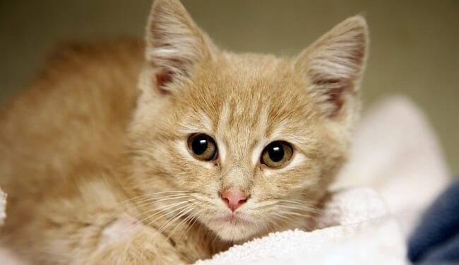 Faint Meow Leads to Miracle Mississippi Post-Tornado Kitten Rescue – RedState