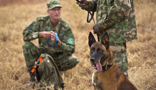 Nicholas Kristof’s IDF ‘Rape-Dogs’ Accusation Adds to the Bizarre List of Israel Weaponizing Wildlife – RedState