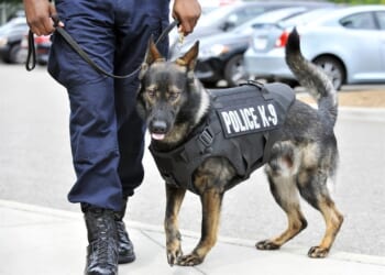Powerhouse K-9s, and a Tearful Reunion, Are Your Weekend Palate Cleansers – RedState