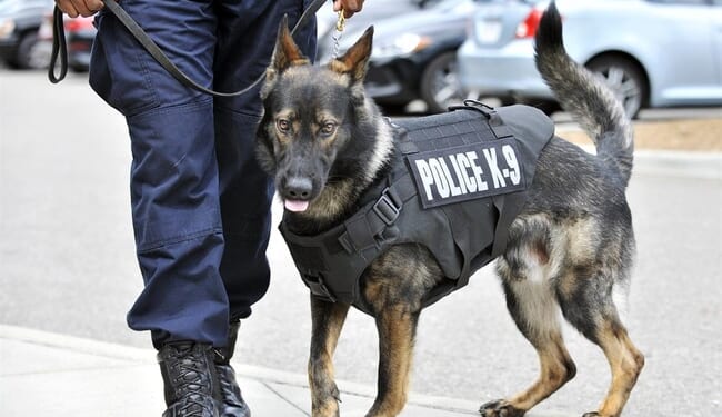 Powerhouse K-9s, and a Tearful Reunion, Are Your Weekend Palate Cleansers – RedState