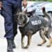 Powerhouse K-9s, and a Tearful Reunion, Are Your Weekend Palate Cleansers – RedState