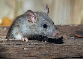 You Won’t Believe How a Simple Birdwatching Stop Created the Hantavirus Outbreak – RedState