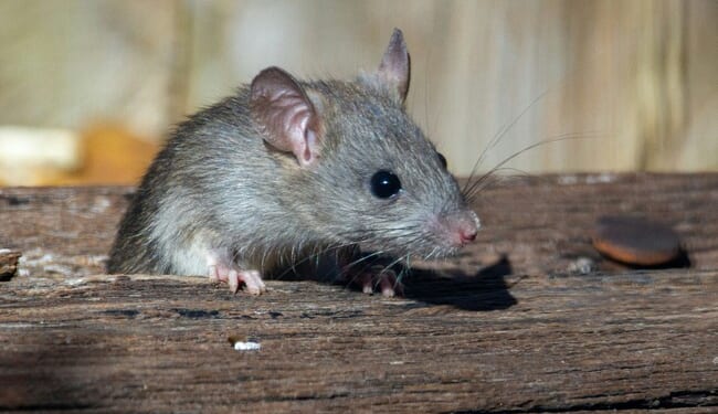 You Won’t Believe How a Simple Birdwatching Stop Created the Hantavirus Outbreak – RedState