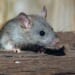 You Won’t Believe How a Simple Birdwatching Stop Created the Hantavirus Outbreak – RedState