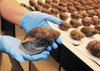 Environmental Activist Group Files Suit on Saving Rare AZ Snail, Where It Is Should Raise Eyebrows – RedState