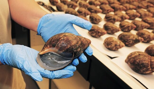 Environmental Activist Group Files Suit on Saving Rare AZ Snail, Where It Is Should Raise Eyebrows – RedState