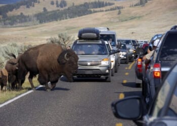 Leave Big Critters Alone – RedState