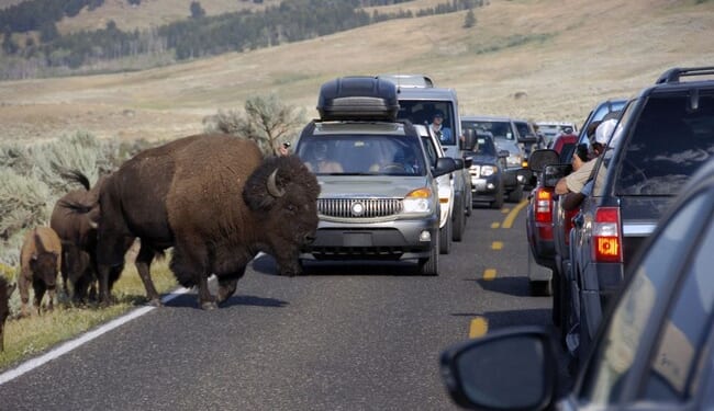 Leave Big Critters Alone – RedState