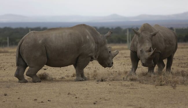 Love, Nairobi Style! – RedState