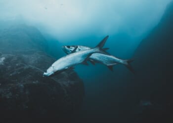 Trump Delivers Big New Economic Boost to Pacific Fishing Communities – RedState