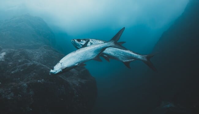 Trump Delivers Big New Economic Boost to Pacific Fishing Communities – RedState