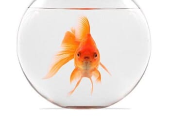 Stunning court ruling says goldfish have RIGHTS * WorldNetDaily * by Bob Unruh