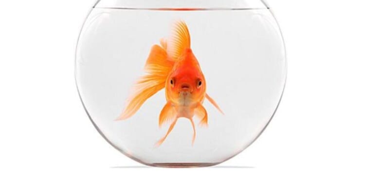 Stunning court ruling says goldfish have RIGHTS * WorldNetDaily * by Bob Unruh