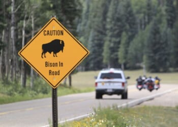 Bison Hurls Man 8 Feet High in Yellowstone Campground – RedState