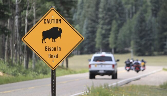 Bison Hurls Man 8 Feet High in Yellowstone Campground – RedState