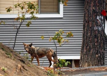 City Officials, Management Company Refuse to Help Elder Couple Terrorized by Coyotes Under Their Home – RedState