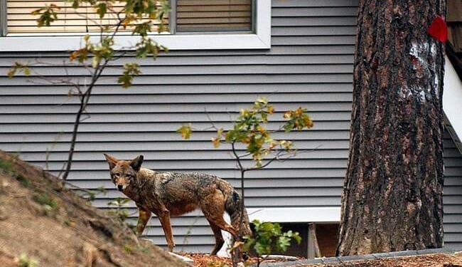 City Officials, Management Company Refuse to Help Elder Couple Terrorized by Coyotes Under Their Home – RedState