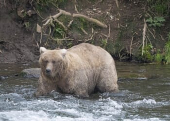 Hikers Survive Heart-Stopping Face-Off With Mighty Alaskan Bear Known As 'Scuba Sue' – RedState