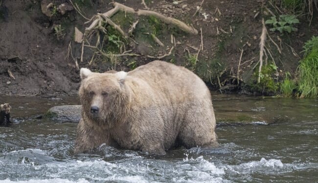Hikers Survive Heart-Stopping Face-Off With Mighty Alaskan Bear Known As 'Scuba Sue' – RedState
