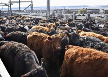 Keep Your Hat on and Keep Wrangling the Cattle – RedState