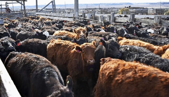 Keep Your Hat on and Keep Wrangling the Cattle – RedState