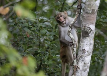 Monkeying Around in Florida – RedState