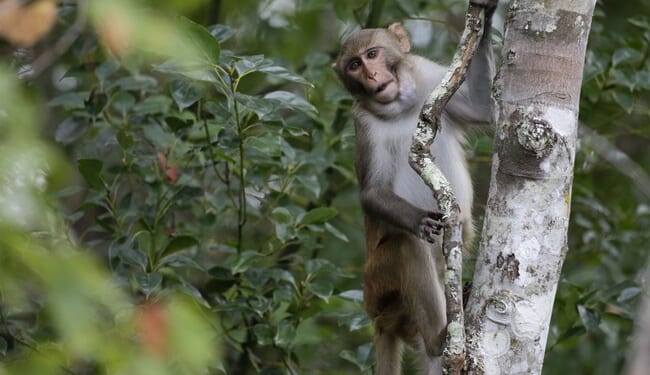 Monkeying Around in Florida – RedState