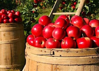 Nearly 50 House Republicans push bill letting illegal-alien farm workers off the hook * WorldNetDaily * by Jim Hoft, The Gateway Pundit
