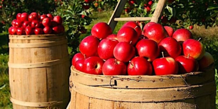 Nearly 50 House Republicans push bill letting illegal-alien farm workers off the hook * WorldNetDaily * by Jim Hoft, The Gateway Pundit