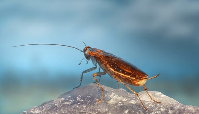 What Would You Do? Giant Roach Lands on Reporter During Live Shot, and Her Reaction Is Incredible – RedState
