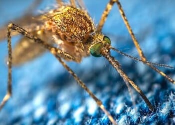 Congressman wannabe claimed insects are ‘sentient’ * WorldNetDaily * by Bob Unruh