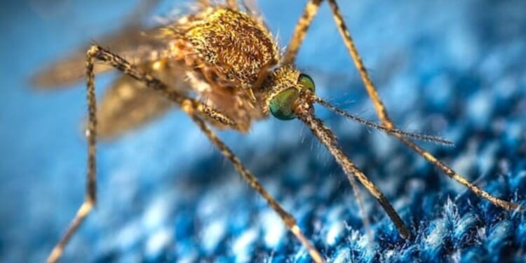 Congressman wannabe claimed insects are ‘sentient’ * WorldNetDaily * by Bob Unruh