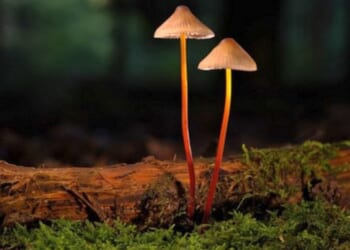 Science should decide fate of psychedelics, not politics * WorldNetDaily * by Kevin Sabet, Real Clear Wire