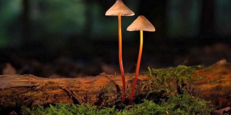 Science should decide fate of psychedelics, not politics * WorldNetDaily * by Kevin Sabet, Real Clear Wire