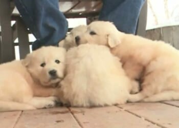 Ex-clerk accused of buying puppies with public funds * WorldNetDaily * by Jeremy Portnoy, Real Clear Wire