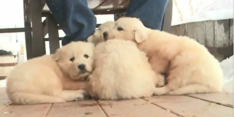Ex-clerk accused of buying puppies with public funds * WorldNetDaily * by Jeremy Portnoy, Real Clear Wire