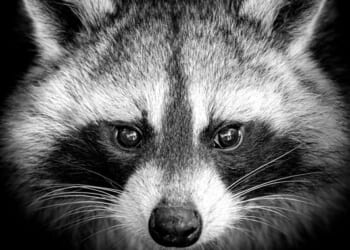 It's the Official 'Jimothy Summer' As Bizarre but Lovable Raccoon Takes Over the Internet – RedState