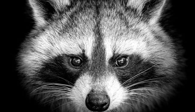 It's the Official 'Jimothy Summer' As Bizarre but Lovable Raccoon Takes Over the Internet – RedState