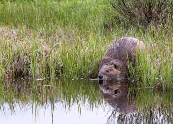 Russia Has an Expanding Population of Beavers – RedState