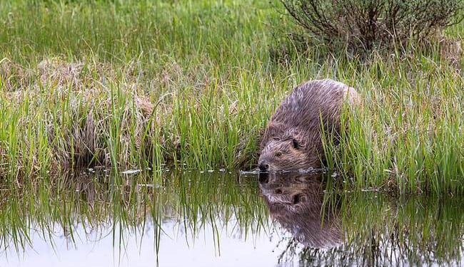 Russia Has an Expanding Population of Beavers – RedState
